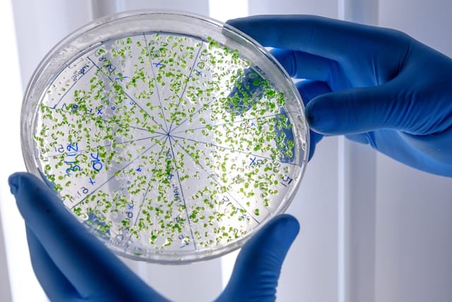 Laboratory worker examining a green substance on a petri dish while conducting coronavirus research Вирус Нипах унес первую жизнь в Индии