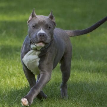 americanpitbull Собачий «черный список»