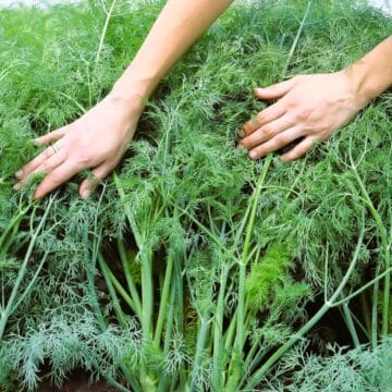 Опасный укроп: в Молдове уничтожили 15 тонн продукции из Турции