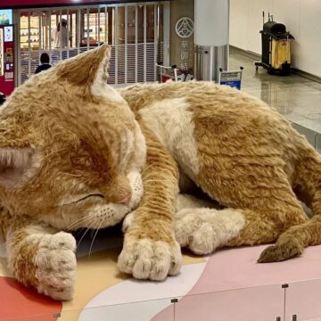 Пассажиров аэропорта Гонконга встречает гигантский мурлыкающий кот