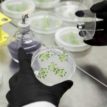 ЕС делает шаг в сторону генной инженерии: что ждать от NGT