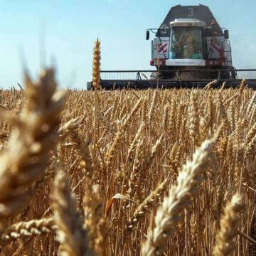 Пшеница в Молдове дорожает вслед за региональными рынками