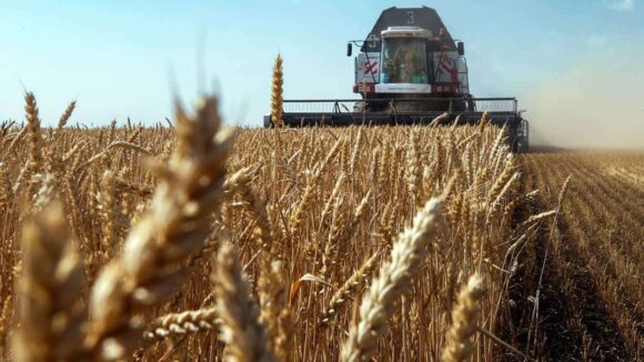 Пшеница в Молдове дорожает вслед за региональными рынками